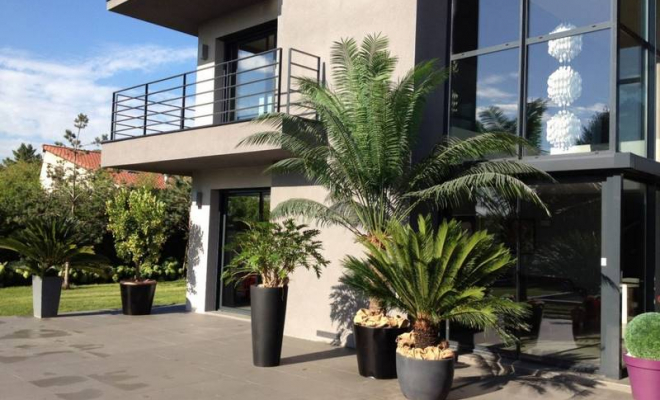 Location de plantes décoratives et uniques, Lyon, La Palmeraie de la Tour