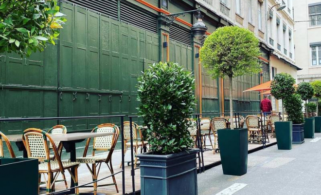 Location de plantes décoratives et uniques, Lyon, La Palmeraie de la Tour