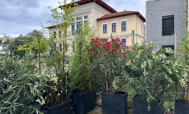 Barrière ou occultation végétale pour vos terrasses ou de rez-de-jardin à Lyon 