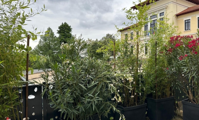 Barrière ou occultation végétale pour vos terrasses ou de rez-de-jardin à Lyon 