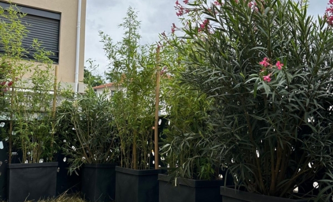 Barrière ou occultation végétale pour vos terrasses ou de rez-de-jardin à Lyon 