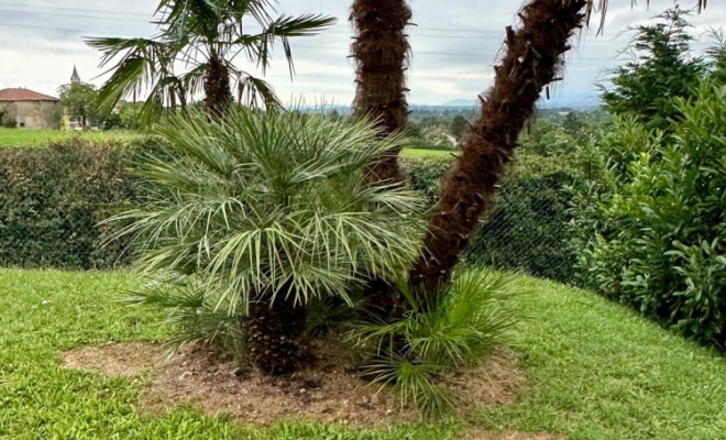 Vente et plantation de végétaux à Lyon