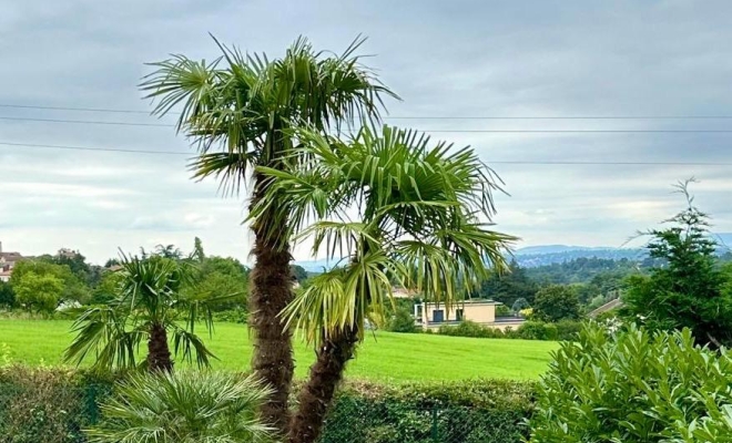 Vente et plantation de végétaux à Lyon