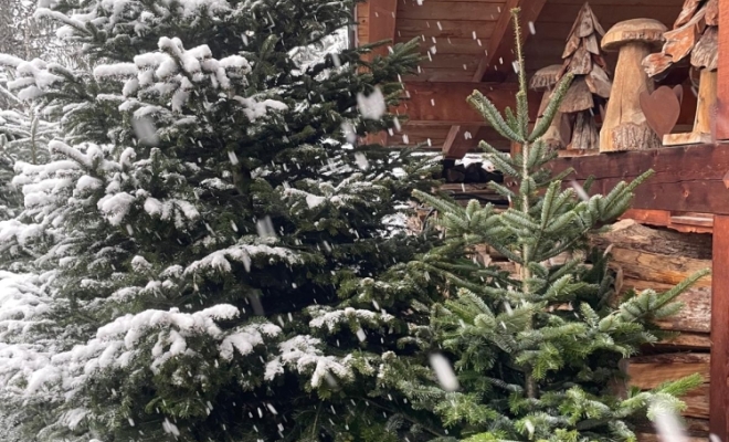 Décors naturel pour Noël à Lyon