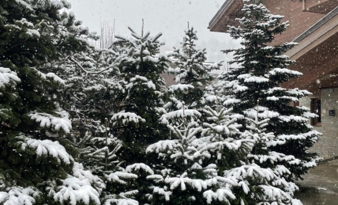 Décors naturel pour Noël à Lyon