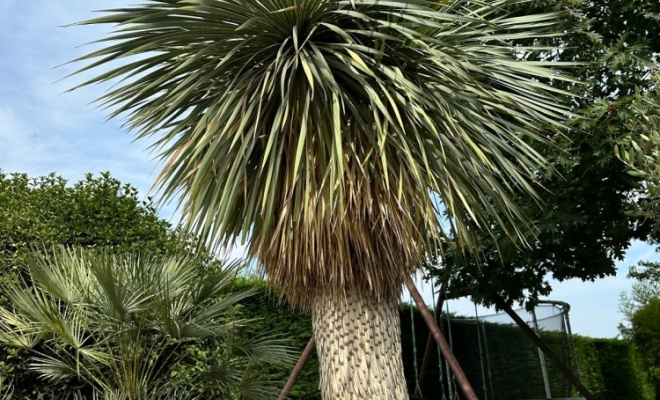 Aménagement de plantes extérieur à la Tour de Salvagny